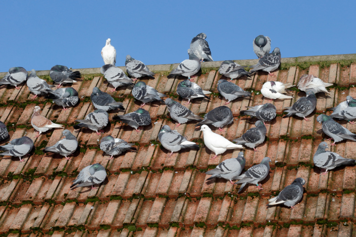 control de palomas