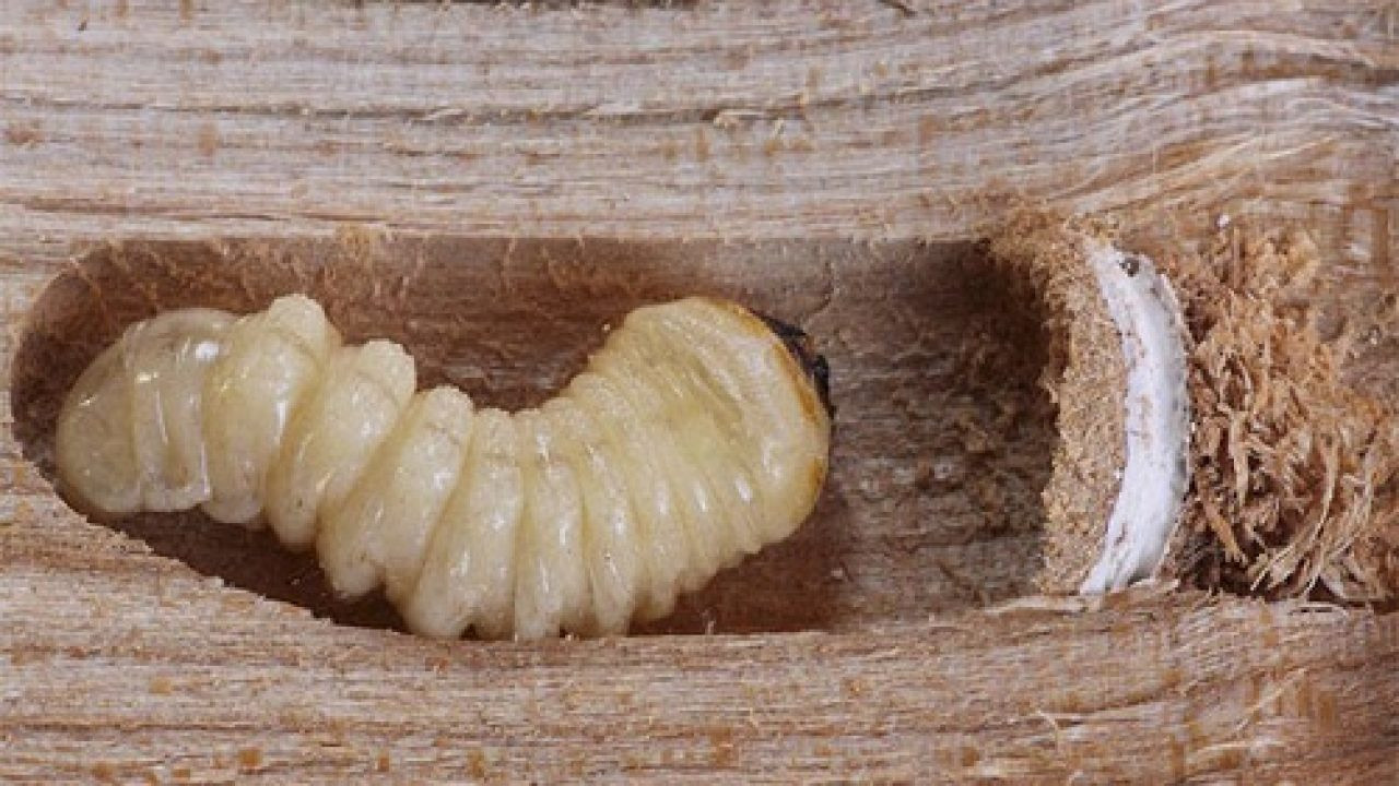 larvas cucarachas tenerife